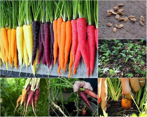 Trồng cà rốt 7 màu giúp vườn nhà đẹp và nhiều dinh dưỡng