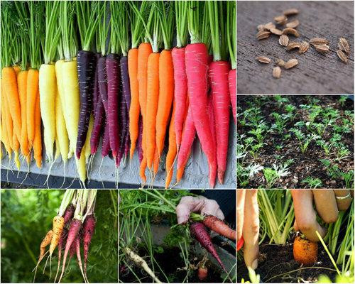Trồng cà rốt 7 màu giúp vườn nhà đẹp và nhiều dinh dưỡng