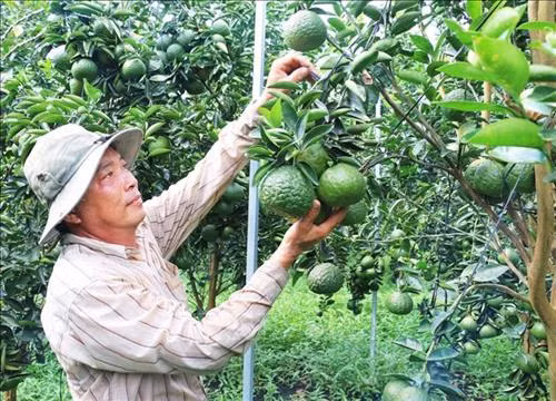 Tỷ phú cam sành Huỳnh Công Chánh trên đất phèn