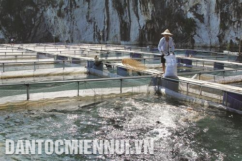 Hiệu quả bước đầu đề án tái cơ cấu nông nghiệp ở Lai Châu