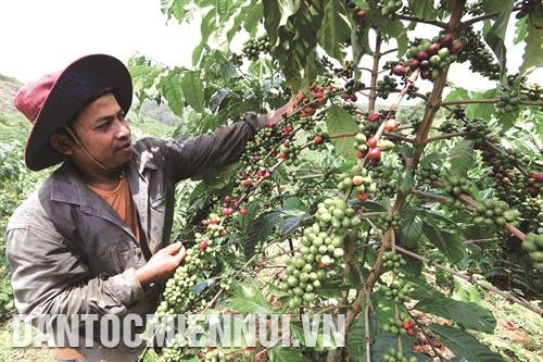 Đắk Nông phát triển cà phê theo hướng bền vững