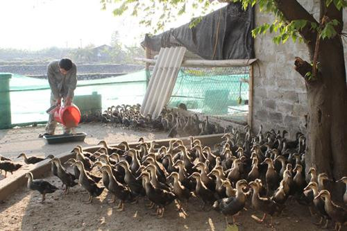 Hòa Bình phục hồi giống gia cầm bản địa chất lượng cao 