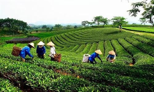 Quyết tâm hoàn thành mục tiêu về sắp xếp, đổi mới các công ty nông, lâm nghiệp