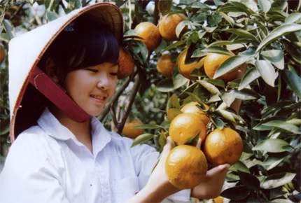 Đổi thay vùng cam Văn Chấn