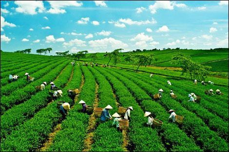 Thúc đẩy phát triển nền kinh tế xanh trong bối cảnh biến đổi khí hậu