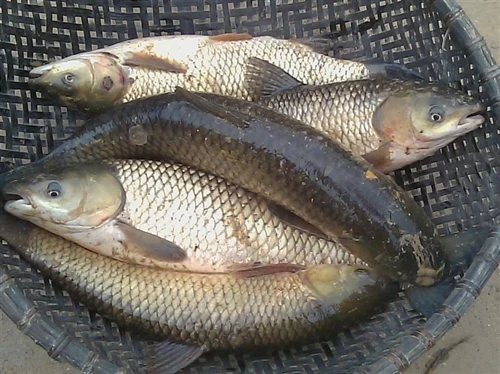 Kỹ thuật ương cá trắm cỏ giống