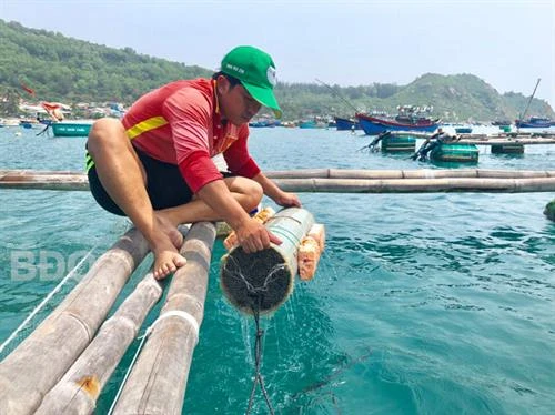 Anh Nguyễn Xuân Hiển khởi nghiệp bằng nghề nuôi mực ở Cù Lao Xanh