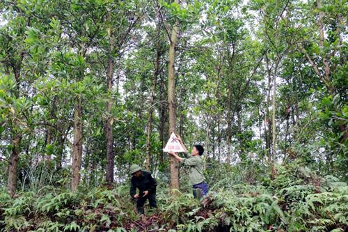 Quảng Ninh điều chỉnh quy hoạch ba loại rừng đến năm 2025