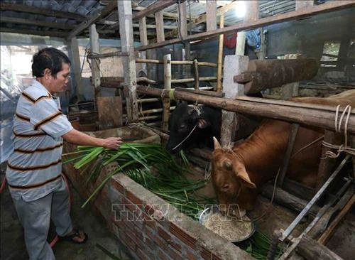 Nuôi bò thịt cho hiệu quả kinh tế cao ở huyện Hòn Đất