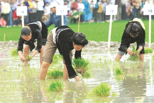 Hội thi cấy lúa