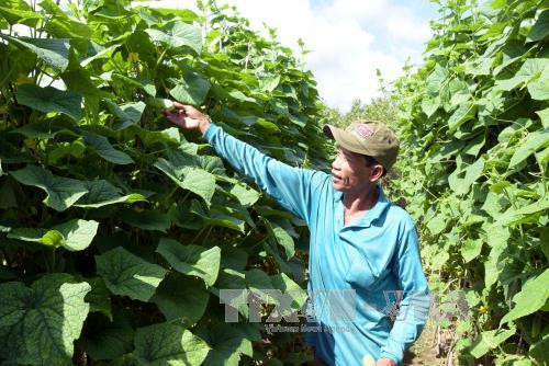 Bảo vệ và phát triển rừng sẽ được hưởng lợi từ rừng