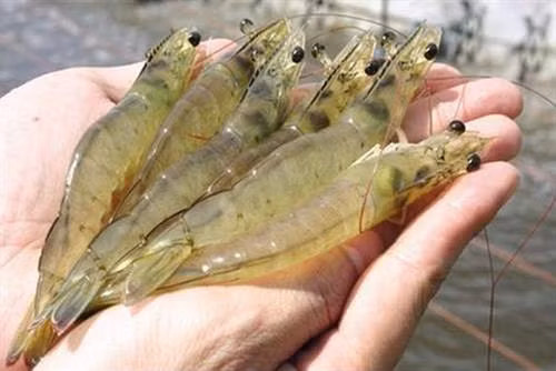 Cách chọn tôm tươi ngon, an toàn cho cả nhà