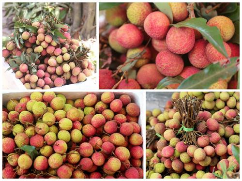 Vải lai u Phù Cừ