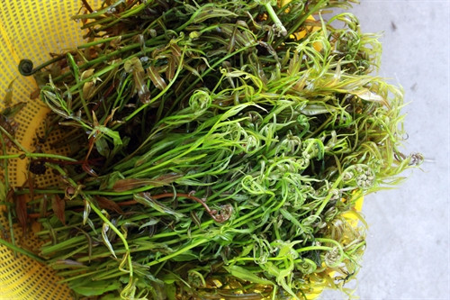 Sống khỏe nhờ những loài rau thiên nhiên