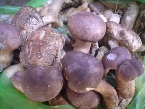 Về Phú Quốc thưởng thức nấm tràm