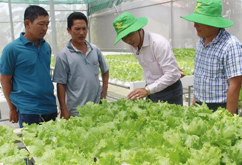 Long An: Liên kết, hợp tác trong sản xuất và tiêu thụ nông sản