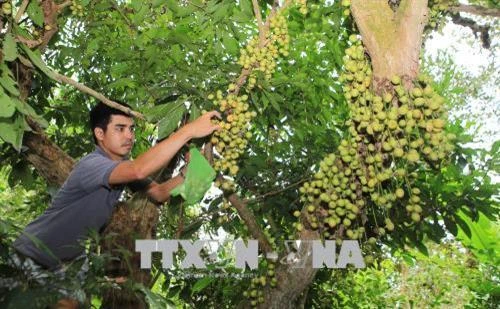 Ngọt ngon vị dâu xứ Truồi