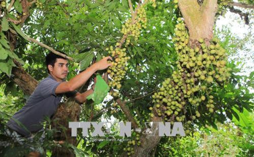 Ngọt ngon vị dâu xứ Truồi