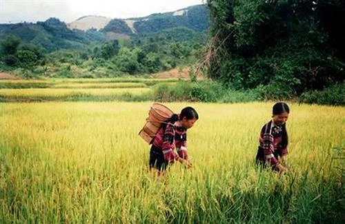 Ruộng thiêng và hạt ngọc Giàng ban của người Vân Kiều