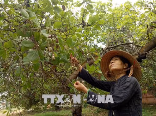 Hỗ trợ giống tái canh "thủ phủ" điều Bình Phước