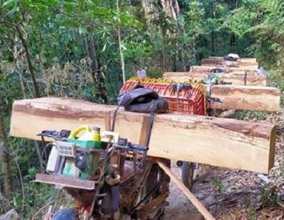 Kon Tum kiên quyết xử lý nghiêm việc khai thác, vận chuyển và mua bán lâm sản trái phép