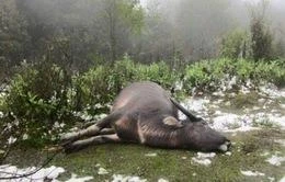 Thời tiết ngày 19/12: Rét đậm, rét hại vẫn bao trùm miền Bắc, bão số 15 tiếp tục mạnh thêm