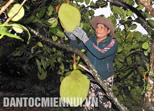Trồng mít Thái trên đất bạc màu cho hiệu quả kinh tế cao