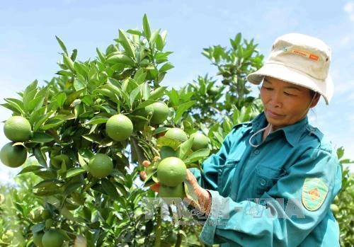 Kỹ thuật chăm sóc cây cam sau thu hoạch
