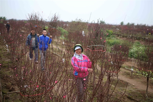 Sắc Xuân trên đô thị trẻ Vĩnh Yên