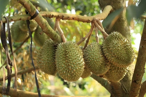 Sầu riêng Tiền Giang tăng giá mạnh