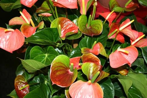 Kỹ thuật trồng và bón phân cho cây hoa Hồng Môn