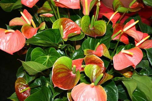 Kỹ thuật trồng và bón phân cho cây hoa Hồng Môn