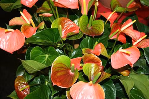 Kỹ thuật trồng và bón phân cho cây hoa Hồng Môn