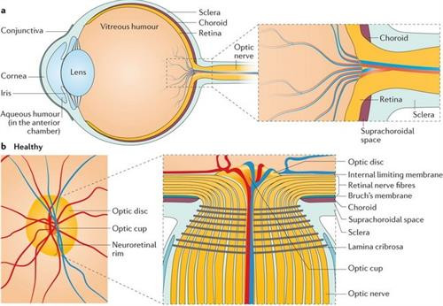 Xác định các chuỗi ADN gây bệnh bệnh tăng nhãn áp