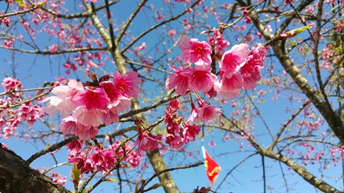 Lên Lào Cai ngắm hoa anh đào nở