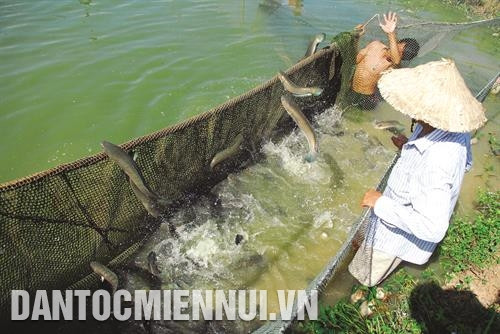 Kỹ thuật nuôi cá lóc thương phẩm