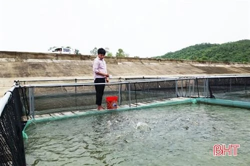 Trần Đình Thanh nuôi cá dày đặc trong lồng nhựa năng suất 20 kg/m3, 4 tháng thu 1 tỷ