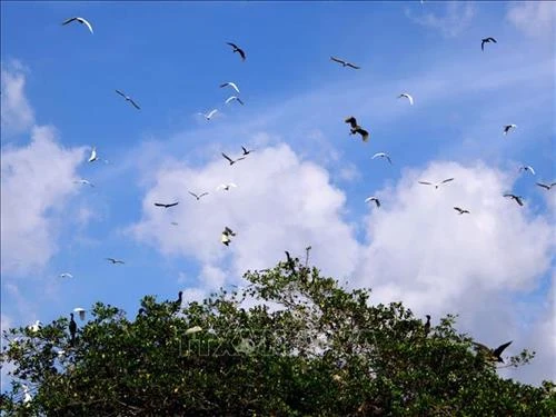 Bảo tồn vườn chim độc đáo trong lòng thành phố Cà Mau