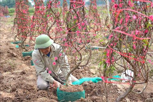 Cây đào nâng cao đời sống người dân Yên Bái