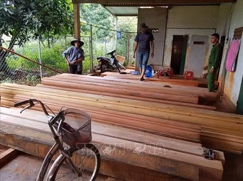 Vụ phá rừng quy mô lớn tại Đắk Lắk: Phát hiện thêm 500m3 gỗ