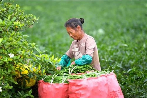 Ăn cay có thể làm tăng nguy cơ mất trí nhớ
