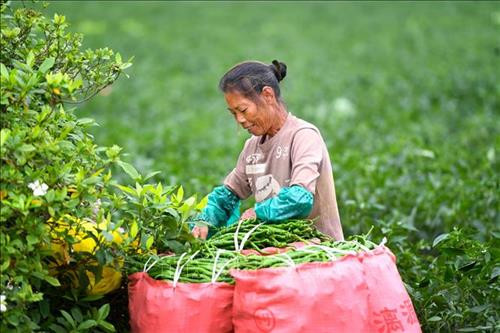 Ăn cay có thể làm tăng nguy cơ mất trí nhớ