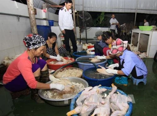 Không cho phép dùng nhựa thông trong giết mổ gia cầm