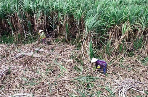 Nông dân Sóc Trăng chuyển đổi cây trồng do giá mía xuống quá thấp