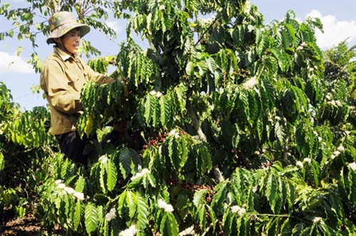 Nông dân gặp khó khi cà phê ra hoa sớm