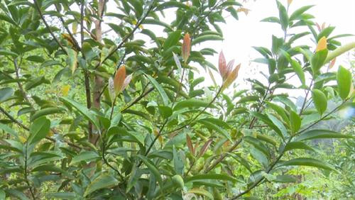 Kỹ thuật trồng cây bời lời đỏ