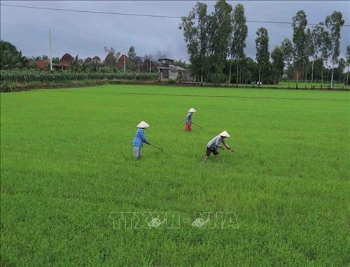 Ban hành Nghị định 62 về quản lý, sử dụng đất trồng lúa