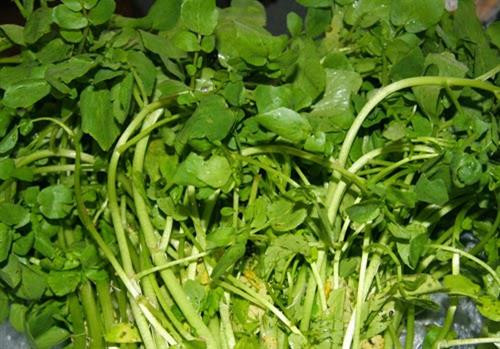 Top 8 thảo dược nên ăn để ngăn ngừa suy giãn tĩnh mạch