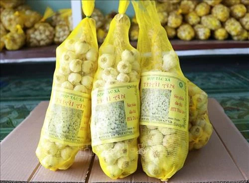 Nâng tầm thương hiệu tỏi Phan Rang – Ninh Thuận