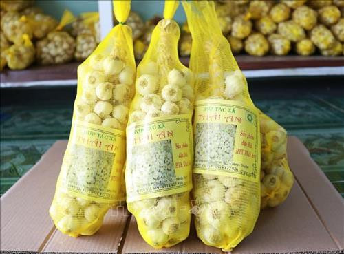 Nâng tầm thương hiệu tỏi Phan Rang – Ninh Thuận